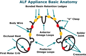 ALF Orthodontist